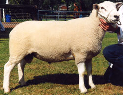 BlackHill Ditcher Royale - 2002 Royal Show Reserve Breed Champion